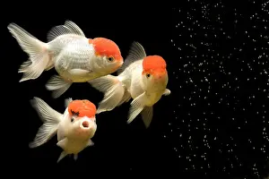 Black Prints: Fancy Goldfish, Three Red Cap Oranda