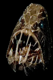 Creature Prints: Fangtooth