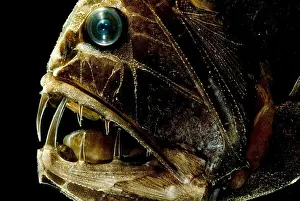 Creature Prints: Fangtooth