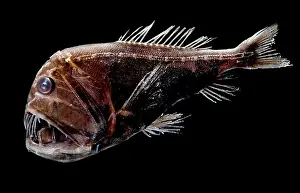 Predatory Prints: Fangtooth