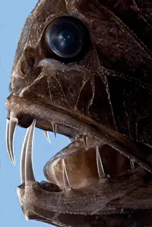 Predatory Prints: Fangtooth