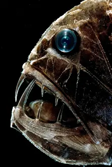 Predatory Prints: Fangtooth