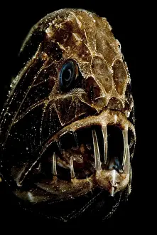 Predator Prints: Fangtooth
