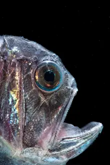 Ogrefish Prints: Fangtooth (Anoplogaster cornuta)