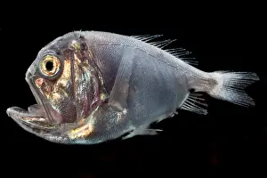 Predatory Prints: Fangtooth (Anoplogaster cornuta)