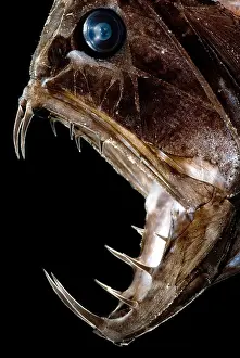 Creature Prints: Fangtooth Fish