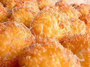 Body Prints: Fat cells in an adipose tissue