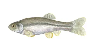 Cyprinidae Prints: Fathead Minnow