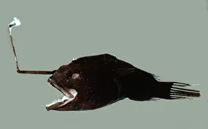 Dark Prints: Female Anglerfish