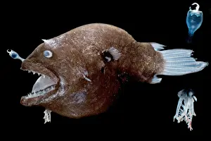 Female anglerfish (Linophryne sp.)