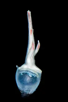 Linophrynidae Prints: Female anglerfish (Linophryne sp.)