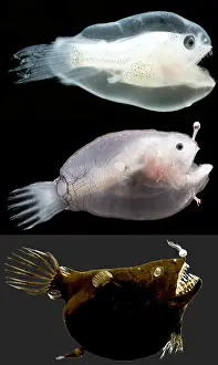 Stage Prints: Female anglerfish (Linophryne sp.)