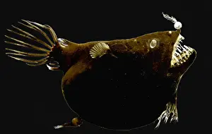 Scary Prints: Female anglerfish (Linophryne sp.)