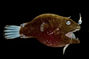 Female anglerfish (Linophryne sp.)