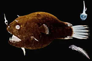 Tooth Prints: Female anglerfish (Linophryne sp.)