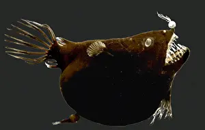 Larvae Prints: Female anglerfish (Linophryne sp.) with a tiny parasitic male attached