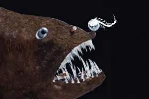 Tooth Prints: Female anglerfish (Linophryne sp.)