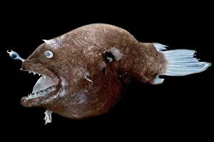 Mexico Prints: Female anglerfish (Linophryne sp.)