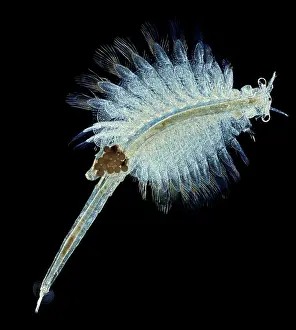 Arthropod Prints: Female Brine Shrimp