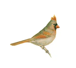 Perching Prints: Female Cardinal