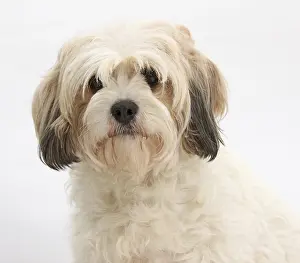 Studio Prints: Female Cavachon Dog, A Cavalier King Charles and the Bichon Frise Mixed BReed