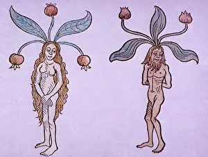 Root Prints: Female and Male Mandrake, Alchemy Plant