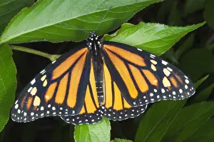 Monarch Prints: Female Monarch butterfly
