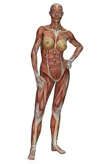 Breasts Prints: Female Muscle Anatomy
