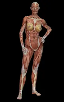 Breasts Prints: Female Muscle Anatomy