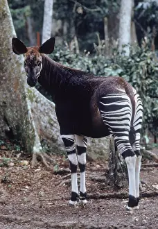 Fauna Prints: Female Okapi, Democratic Republic of the Congo