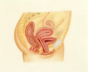 Urinary Prints: Female pelvic area