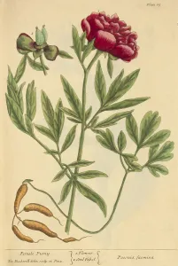 Illustrator Prints: Female Peony, Medicinal Plant, 1737
