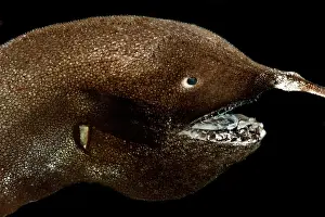 Esca Prints: Female Whipnose Anglerfish (G. gargantuai)