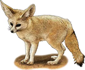 Arab Prints: Fennec Fox
