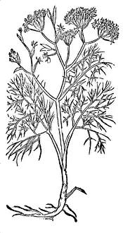 Plantae Prints: Fennel, Alchemy Plant