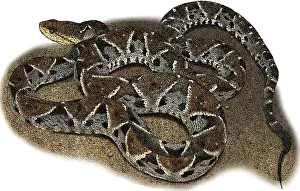 Lance Prints: Fer-de-lance, Bothrops atrox, Illustration