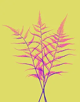 Pattern Prints: Fern, X-ray