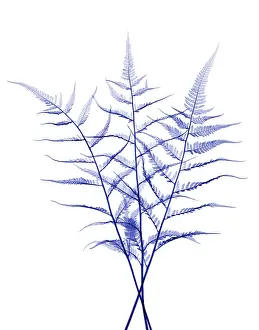 Pattern Prints: Fern, X-ray