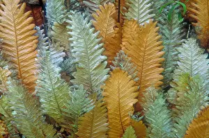 Plant Prints: Ferns