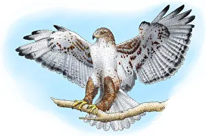 Hawk Prints: Ferruginous Hawk