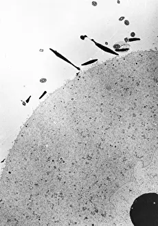Ovum Prints: Fertilization
