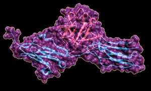 Cluster Prints: Fibroblast Growth Factor Receptor 2