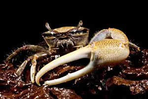 Flat Prints: Fiddler Crab