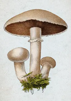 Mushroom Prints: Field Mushroom, Agaricus campestris