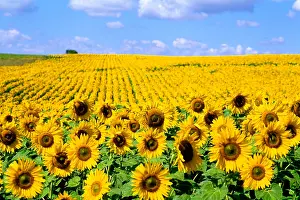 Landscape Prints: Field of Sunflowers Under a Blue Sky, North Dakota