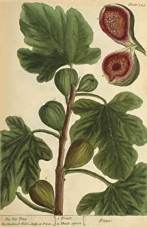 Plantae Prints: Fig Tree, Medicinal Plant, 1737