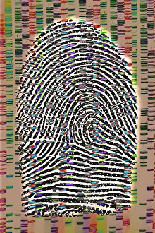 Security Prints: Fingerprint analysis