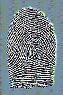 Prints: Fingerprint analysis