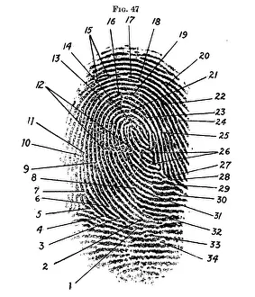 Classification Prints: Fingerprint Diagram, 1940