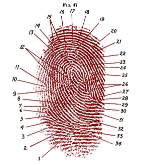 Classification Prints: Fingerprint Diagram, 1940
